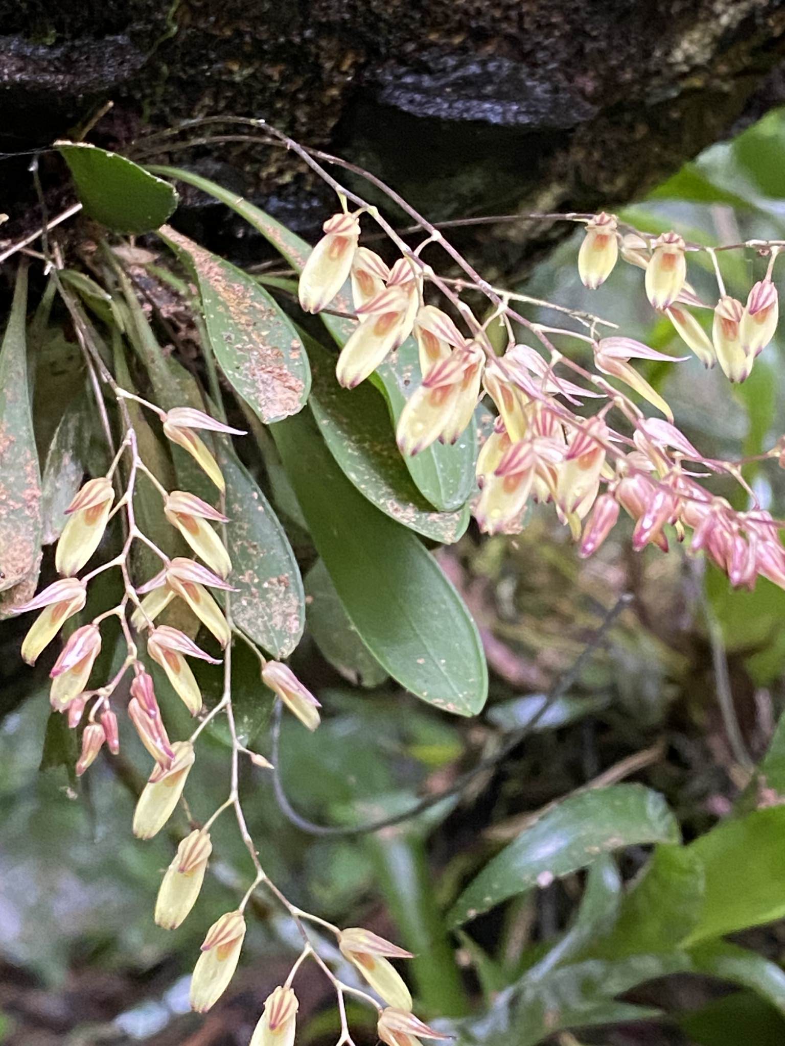Specklinia grobyi